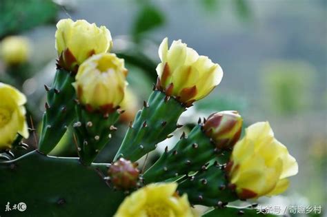 仙人掌開花風水|仙人掌開花嗎？仙人掌開花代表什麼？有什麼寓意嗎？。